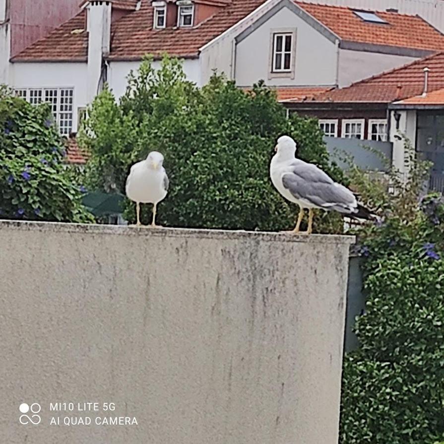 Porto Garden Yard Apartment Exterior foto